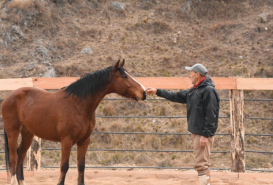 Caballos Equinoccio