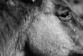 Caballos Equinoccio